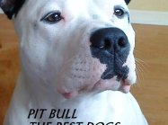 pies Pit bull